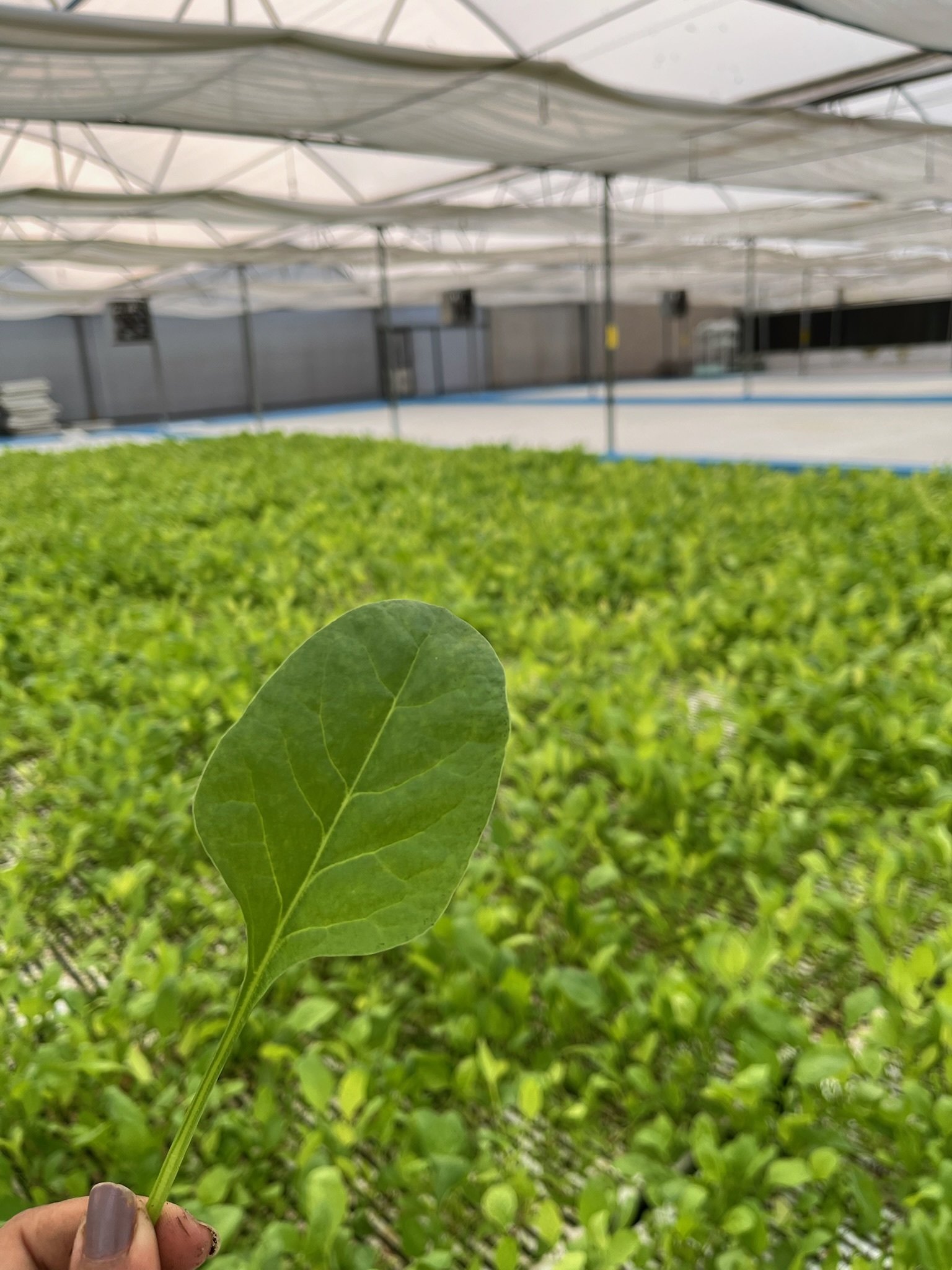 Freshly harvested greens and produce from iAVS farm